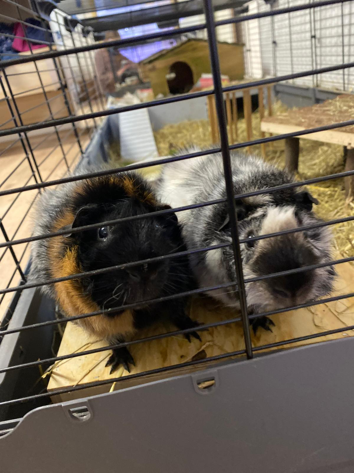 Meerschweinchen Krümel und Schröder